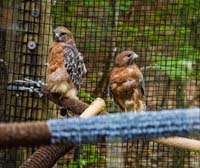 Two Red-shouldered Hawks sitting on a carpeted perch bar in their exhibit.